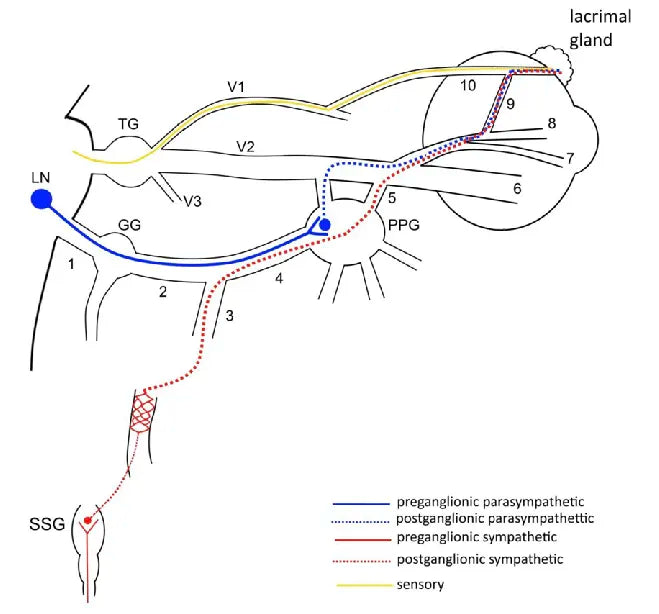 Neurological Dry Eye